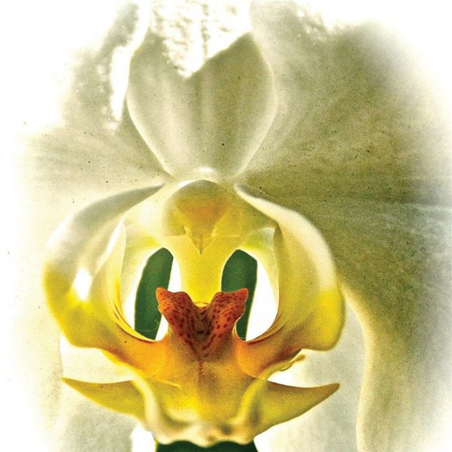 pelvic-floor-orchid